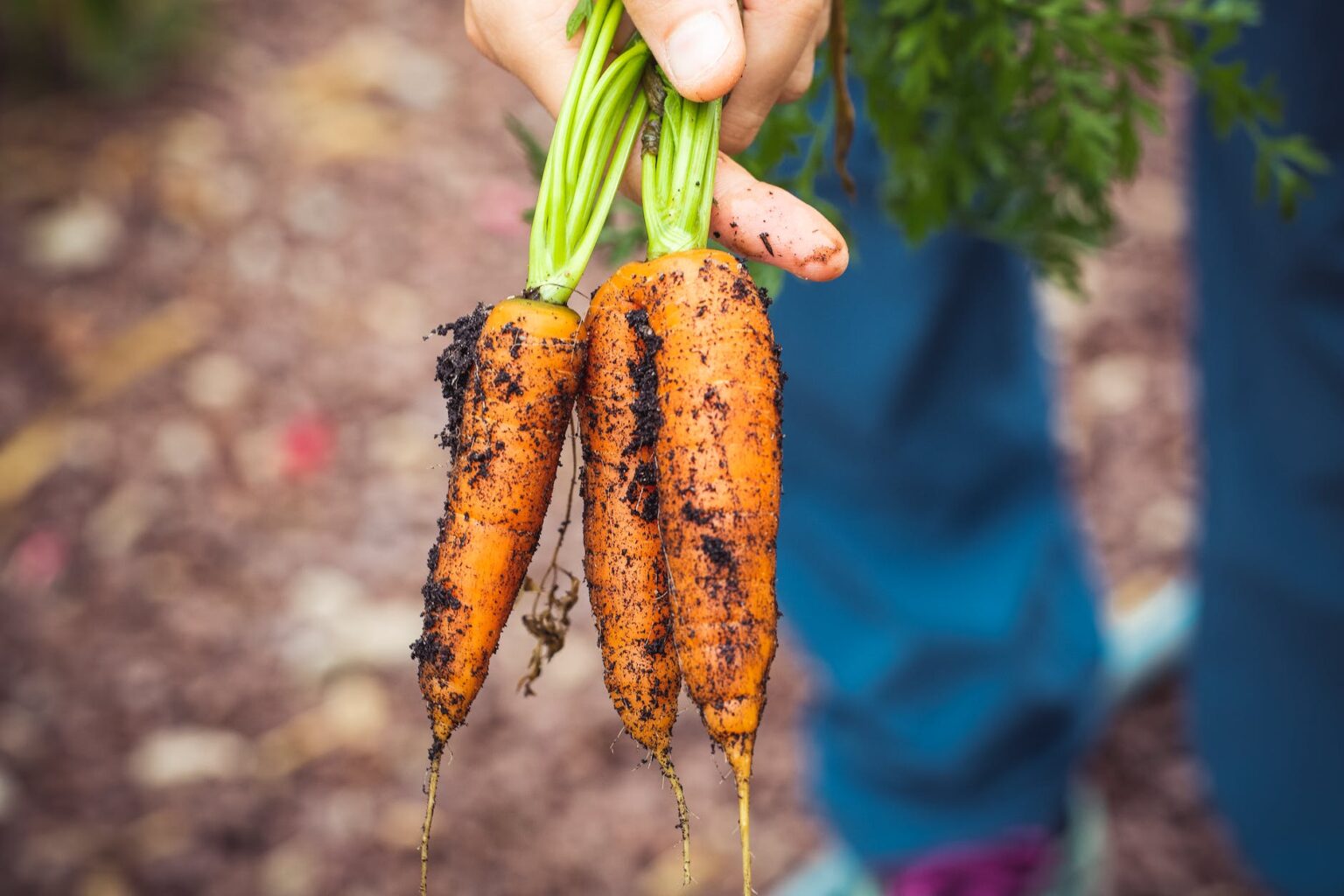 research agriculture project